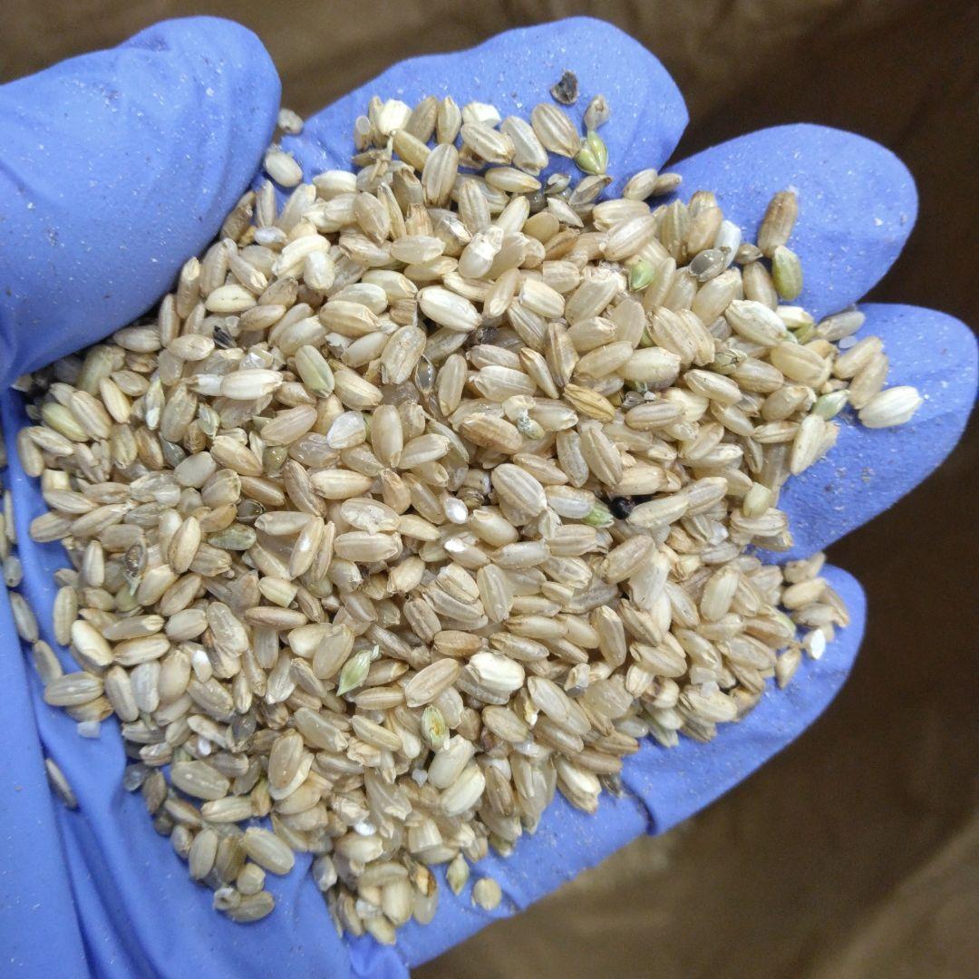 令和6年度産 くず米(玄米) 20kg⑥