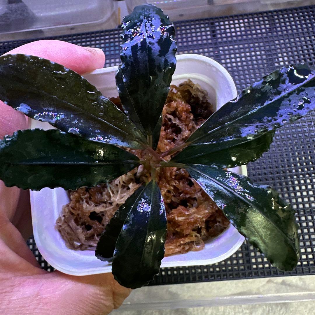 Bucephalandra sp. 'Theia blue'KN【水上葉】