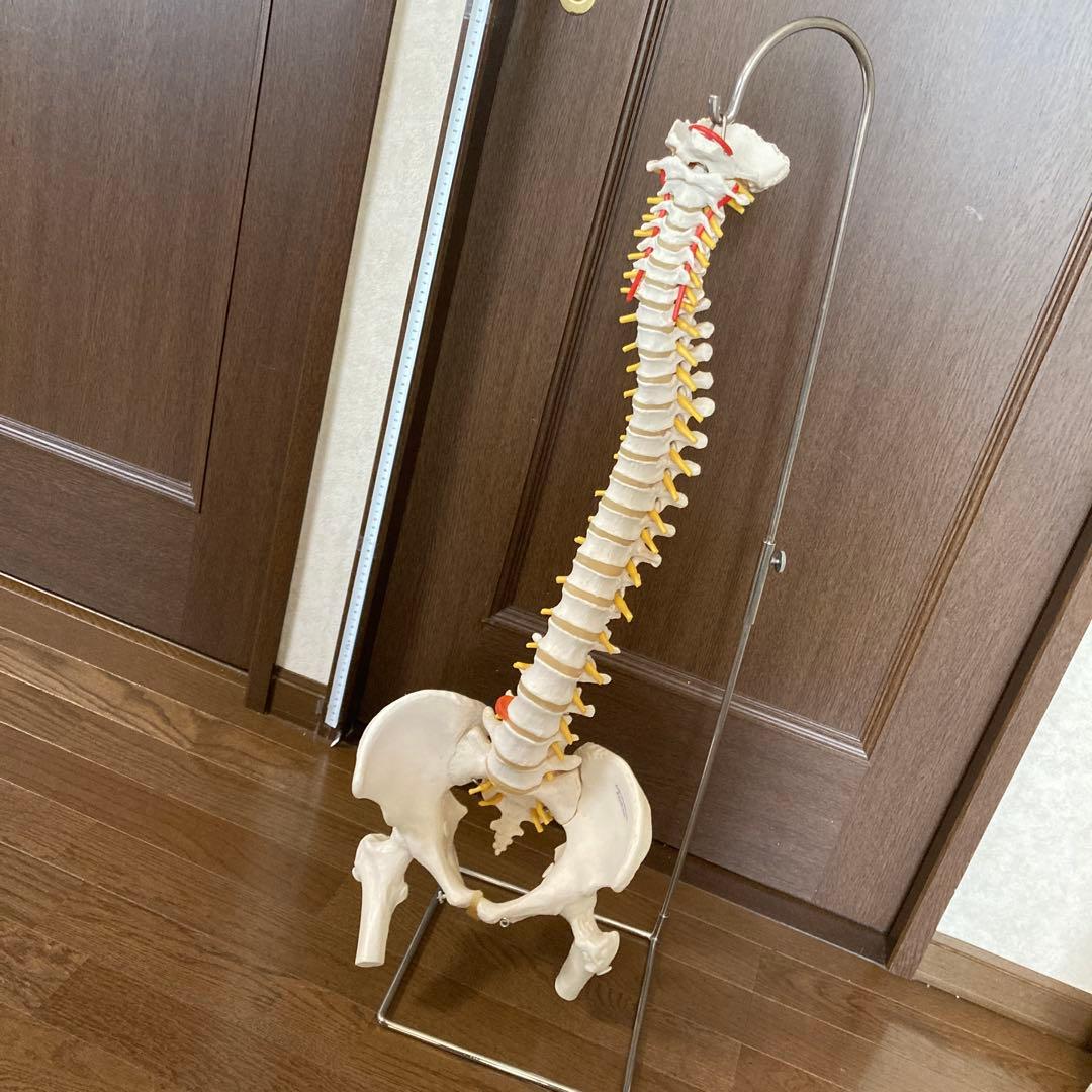 骨格模型