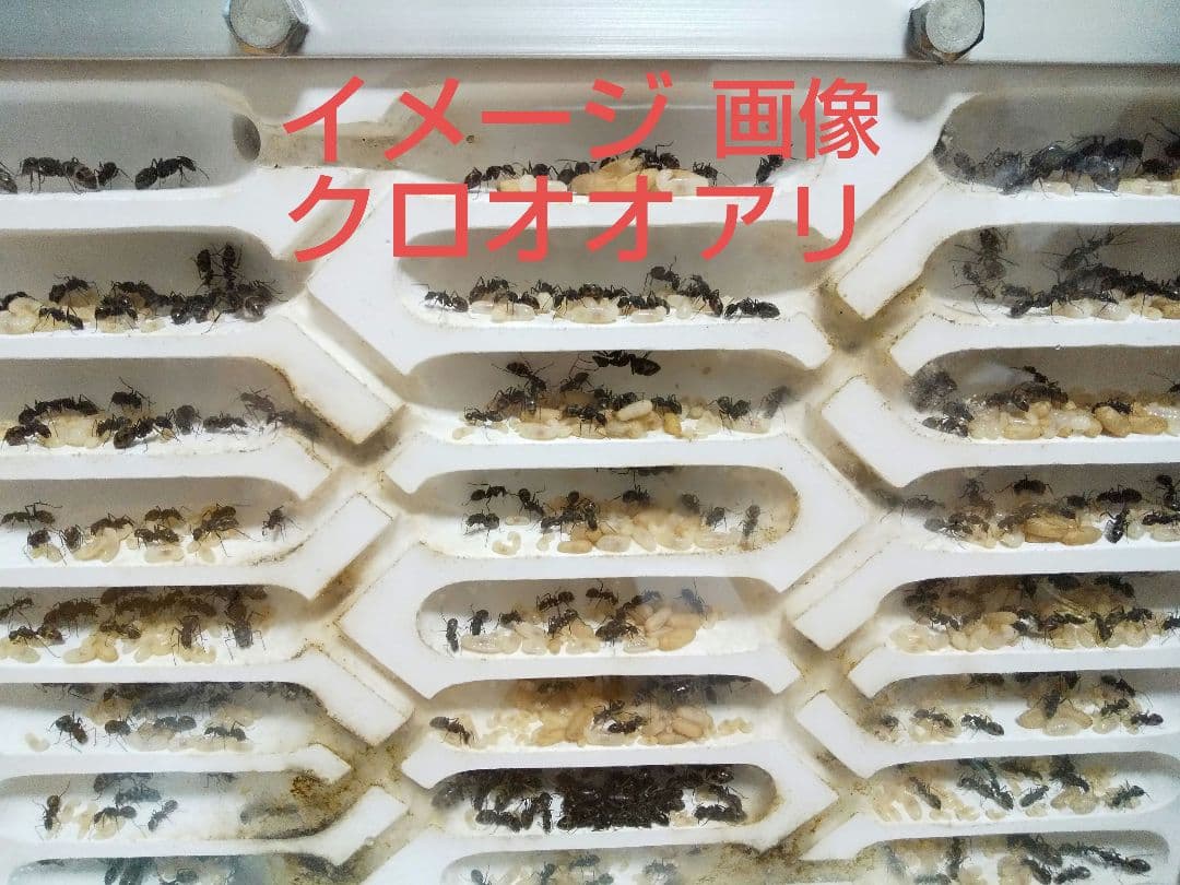 アリ飼育ケース大　石膏巣　アリの巣観察
