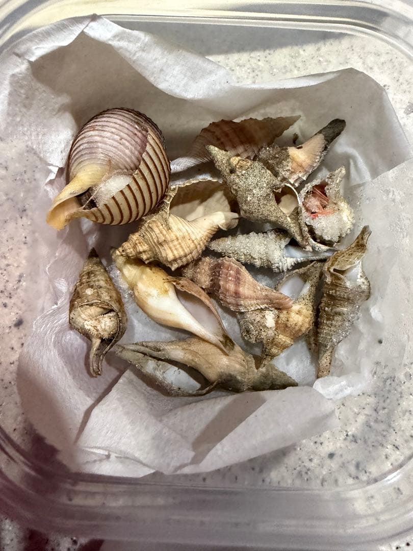 貝　まとめ売り
