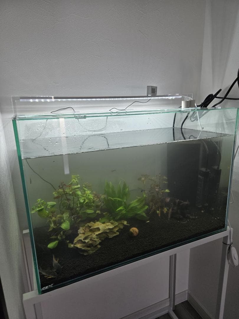 ＧＥＸ グラステリア６００水槽 （６０×３０×４０） ６０ｃｍ水槽（単体） MM