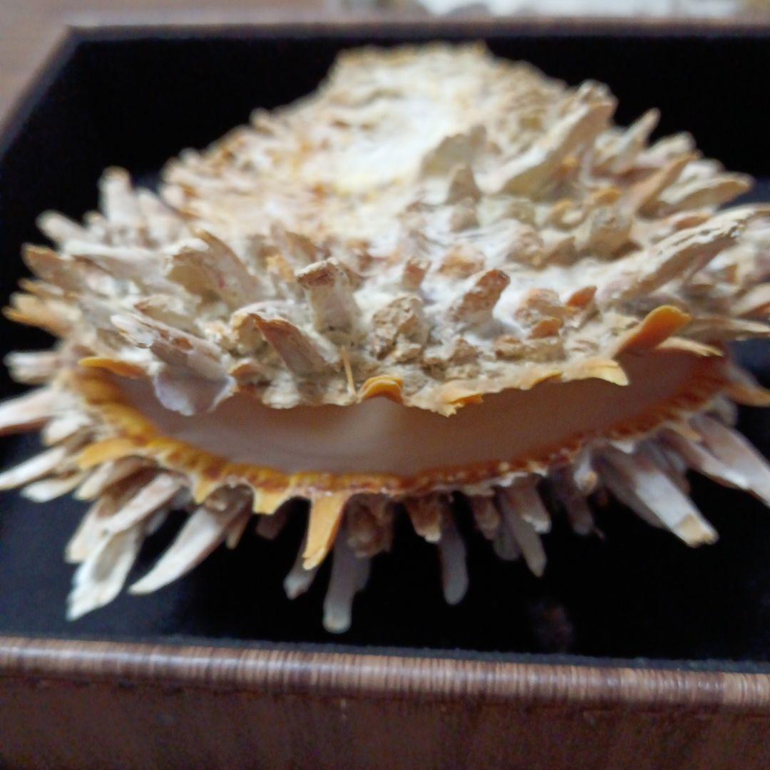 貝殻標本　ウミギク