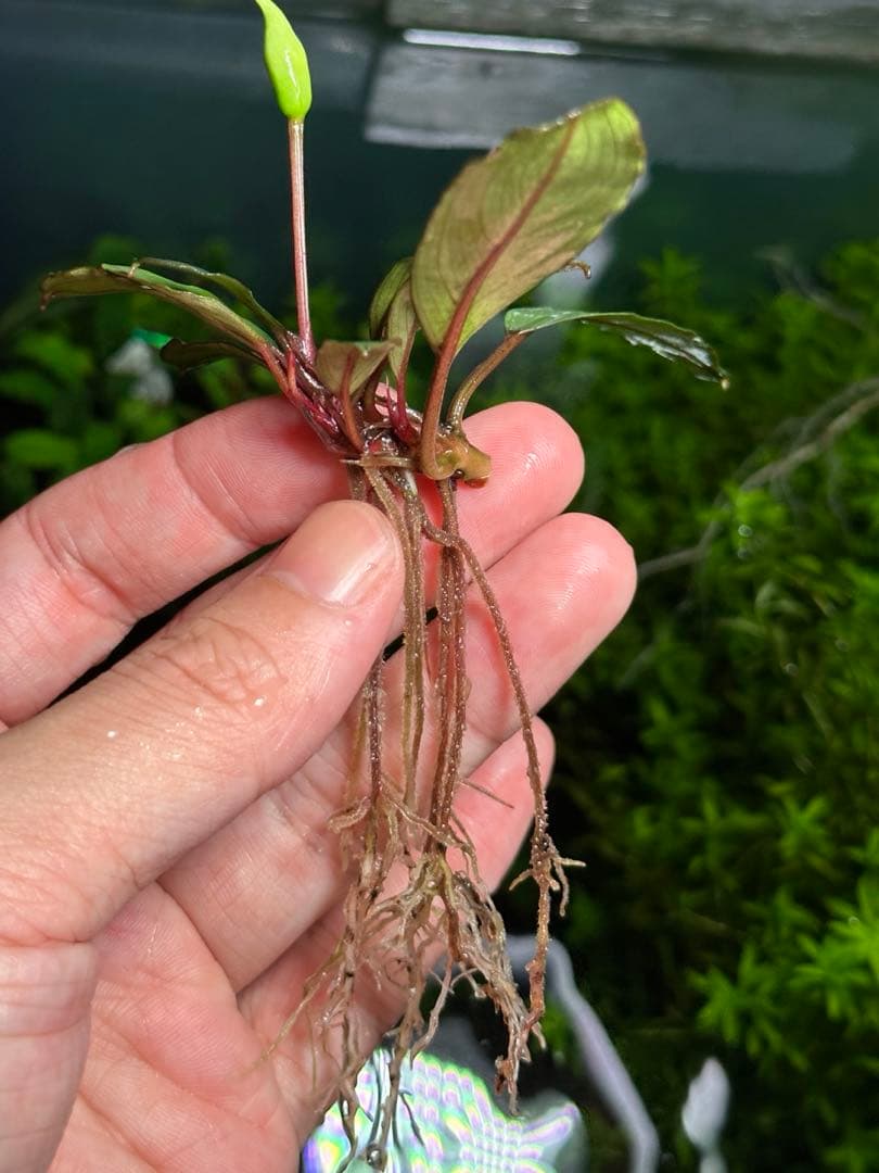 水草 Bucephalandra sp. \"Kayulapis3\" 2020