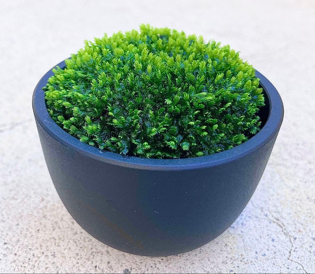 ベルベットモス ブセファランドラ 5Ø ADA Dooa 侘び草 水草 モス 苔
