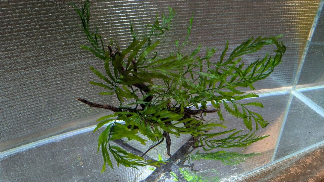 ボルビディスギニア1株15葉を2本のネシア黒枝流木2本組に活着途中の素材