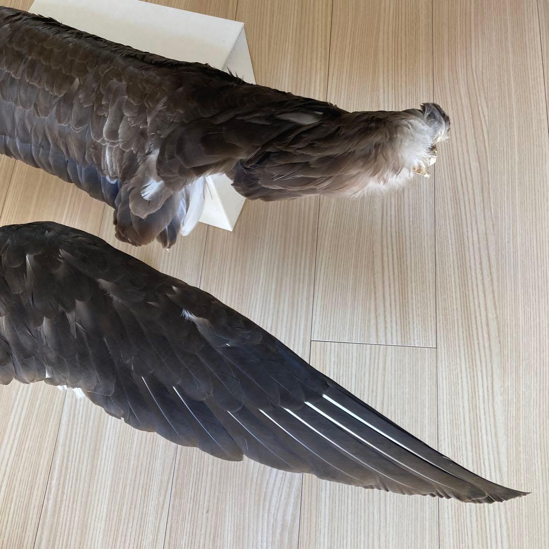 鳥の標本