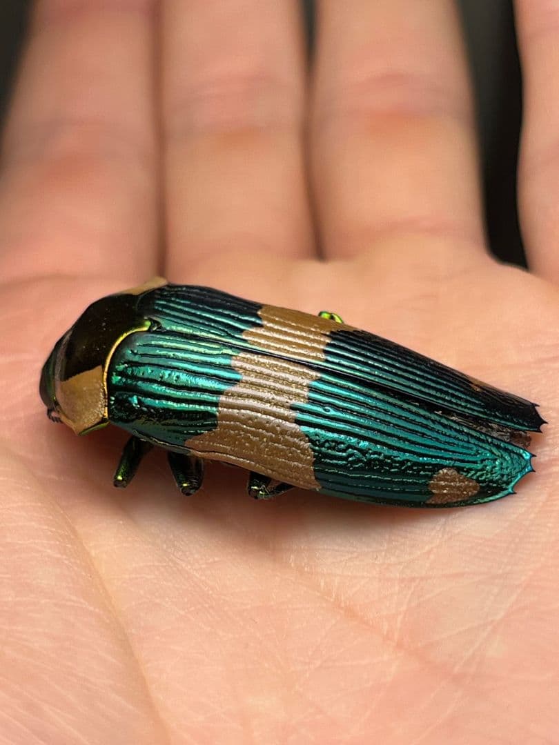 【赤紋無】ミラクルカラー異常個体と思しき玉虫最高峰のスハンダエオウサマムカシ標本