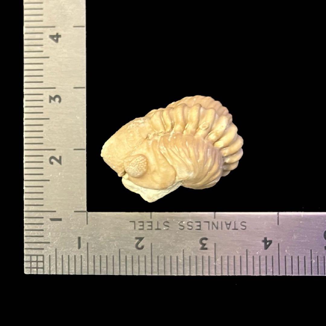 カイノプス　Kainops　三葉虫　化石　アメリア　オクラホマ州 産