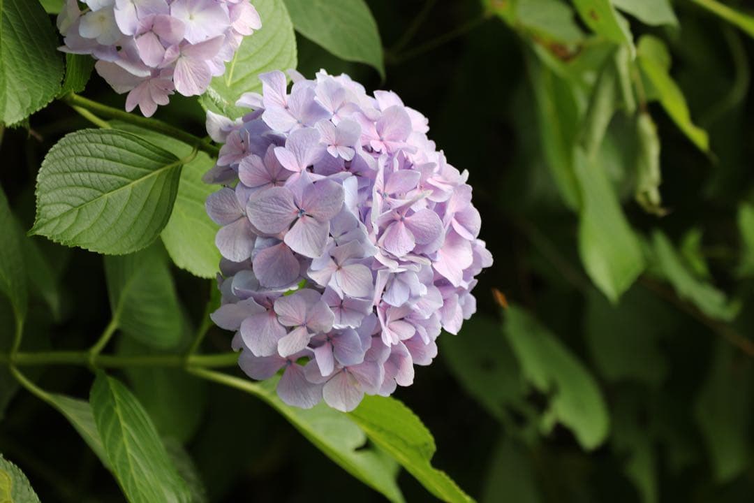 Canon EOS 7D Mark II レンズ ストロボ付