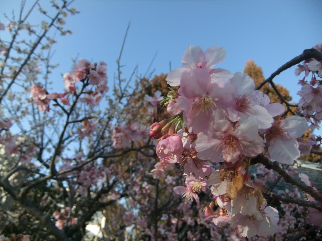 実写美⭕️美品【動作確認済】FUJIFILM FinePix F80EXR