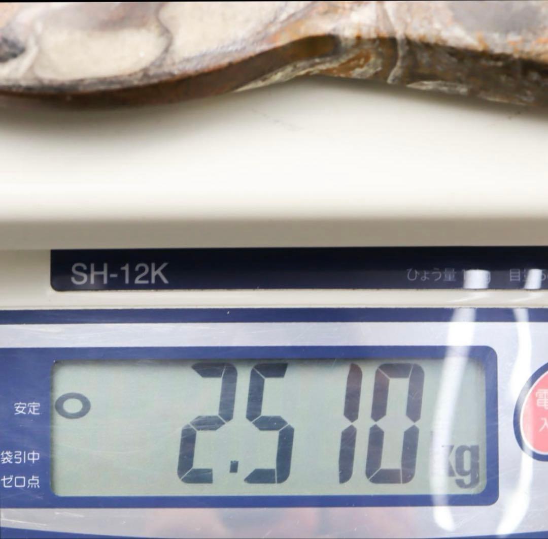 アンモナイト化石 24cm 2.5kg