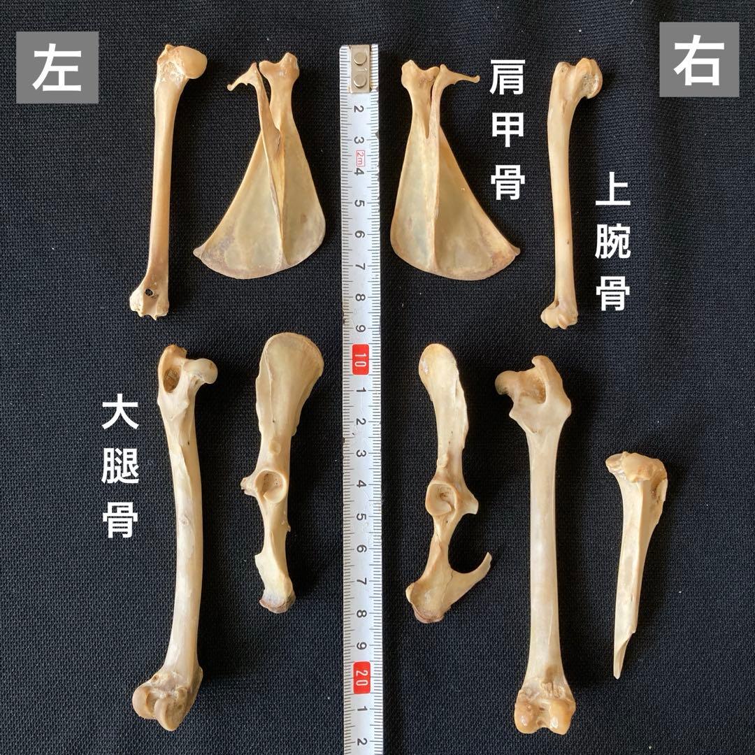 ノウサギの骨　頭骨他