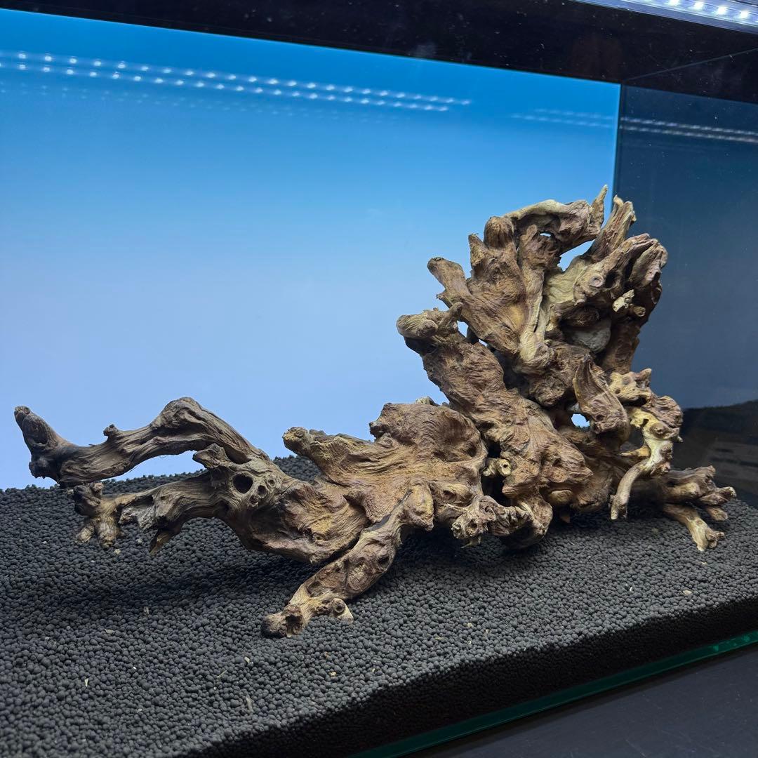 MSW-7082 天然流木 一点物　枝流木　アクアリウム