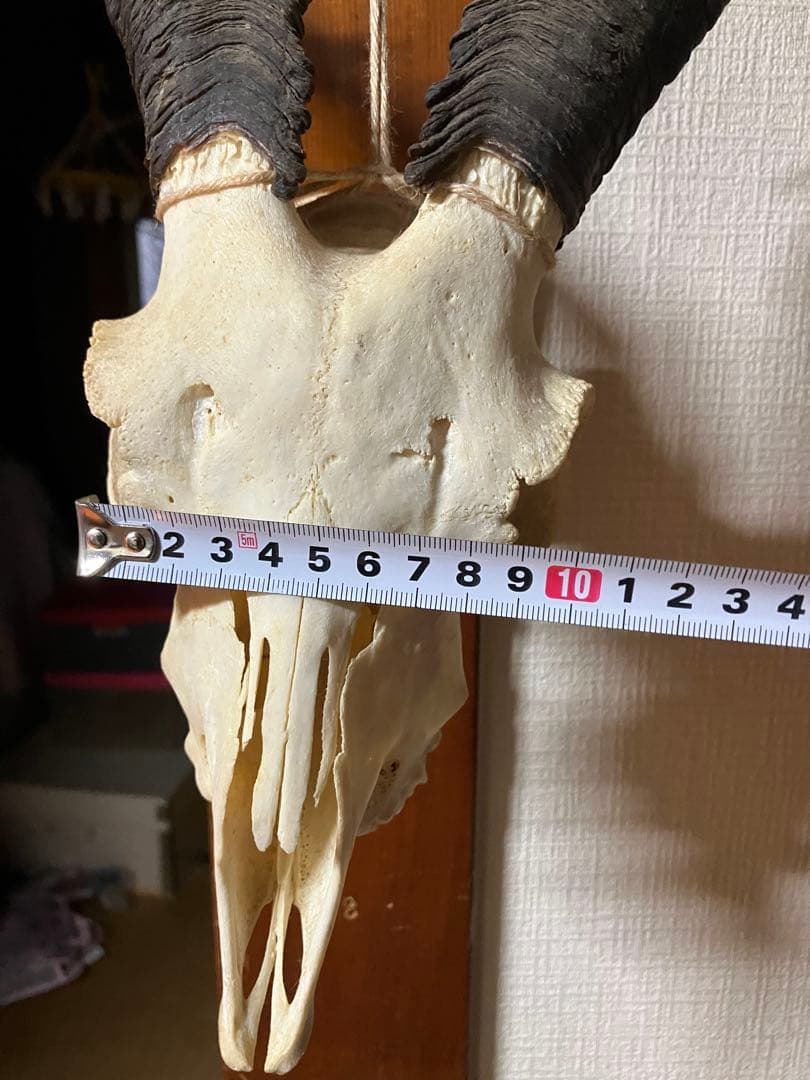 ヤギ　頭蓋骨　標本　山羊　頭骨