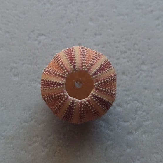 Amblypneustes formosus　ウニ　殻