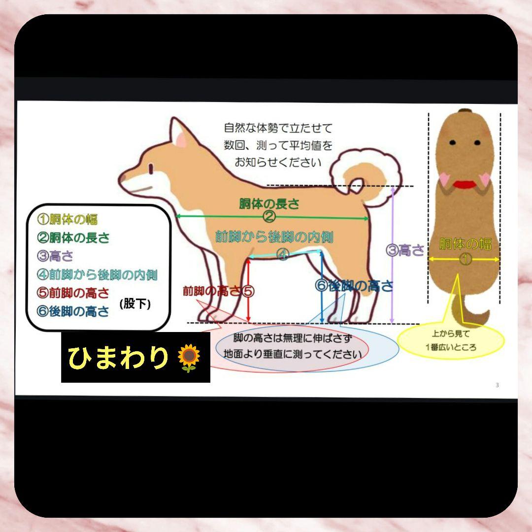 きんちゃん　トイプー4輪　リハビリ　犬用車椅子　食事補助　犬の歩行器