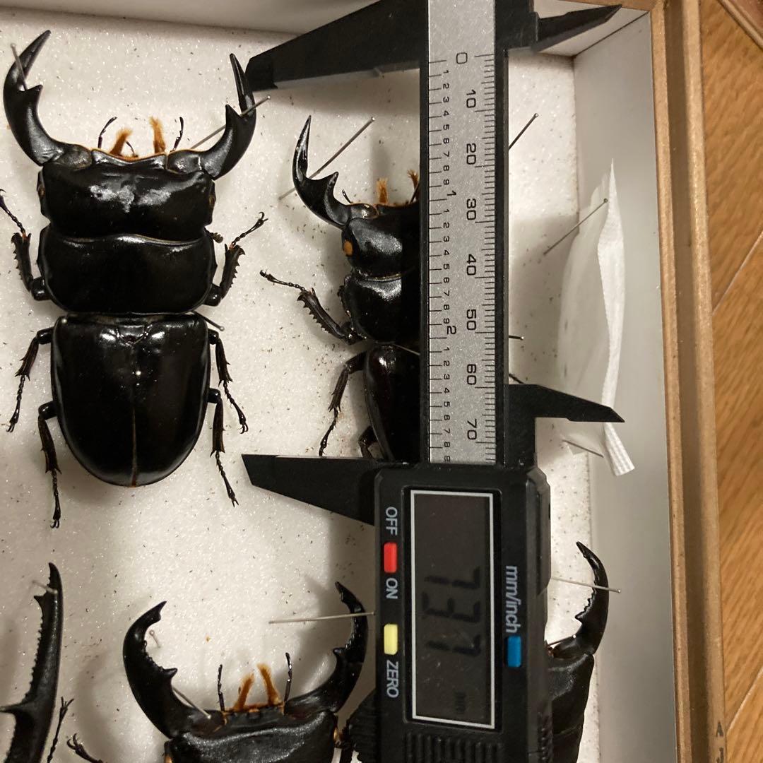 750mmオーバー1000mm世界のクワガタオオクワガタヒラタクワガタなど21頭