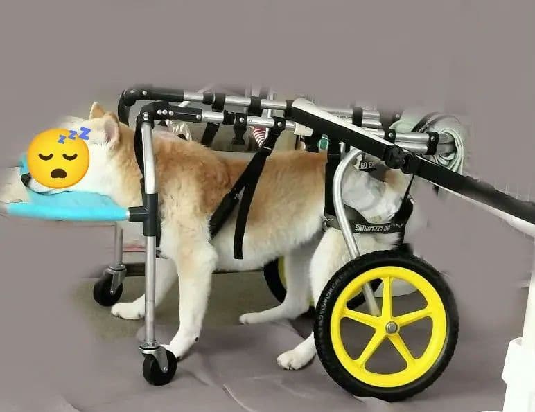 犬用 歩行器 車いす ポチの車イス 四輪 ぐる活 中型 柴犬