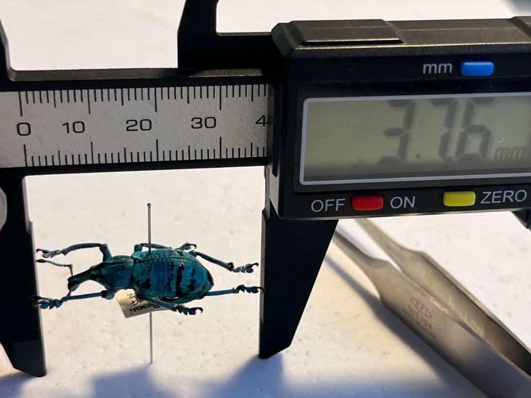 【22mm】模様が少ないため目が眩むようなターコイズブルーを拝めるホウセキゾウ