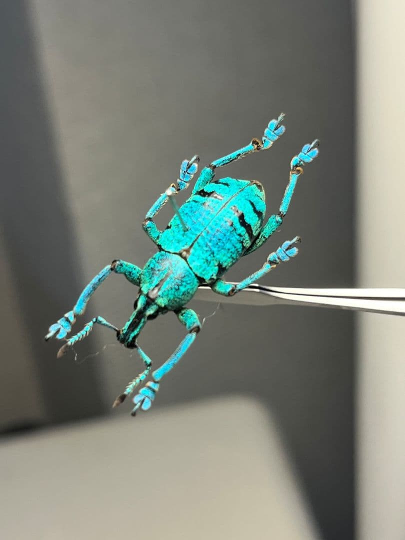 【22mm】模様が少ないため目が眩むようなターコイズブルーを拝めるホウセキゾウ