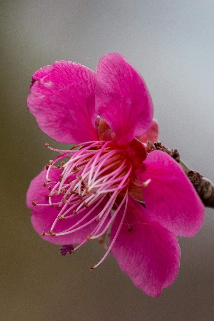 ボケの美！Macro APO-LANTHAR 110mm F2.5 SONY用