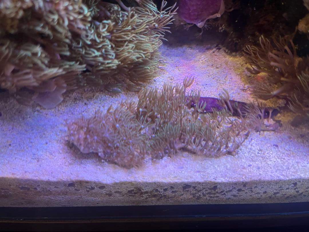 サンゴ　スターポリプ　③
