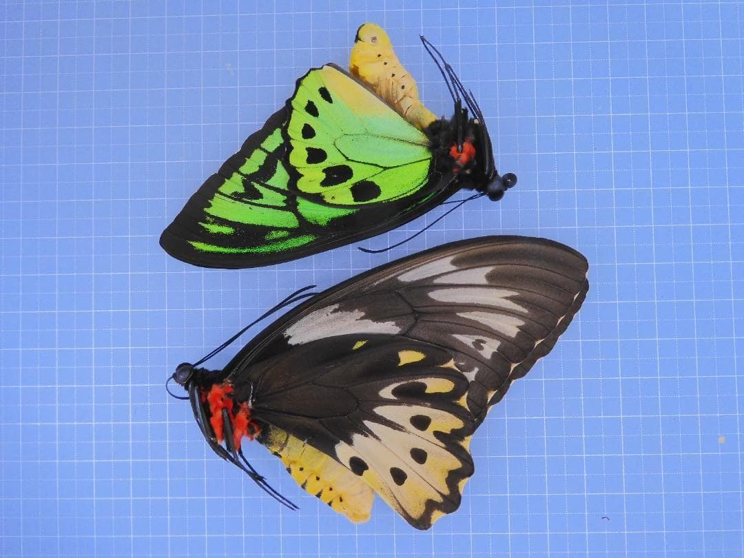 ず*ち様 トリバネアゲハ　4ペア　セット
